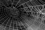 black-and-white-close-up-cobweb-34225_123100.jpg