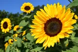 ulleo-sunflower-16271931920139487.jpg