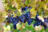 matthiasboeckel-vineyard-75305551920140506.jpg